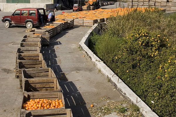 Orange collection near Orgiva